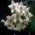 Hoya graveolens Mukdahan Thailand