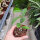 Hoya graveolens Mukdahan Thailand
