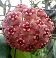 Hoya meliflua