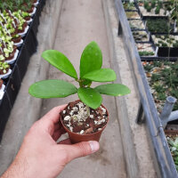 Hoya meliflua