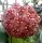 Hoya meliflua