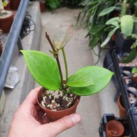 Hoya gigantanganensis