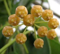 Hoya gigantanganensis