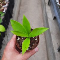 Hoya neoebudica