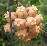 Hoya neoebudica