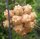 Hoya neoebudica