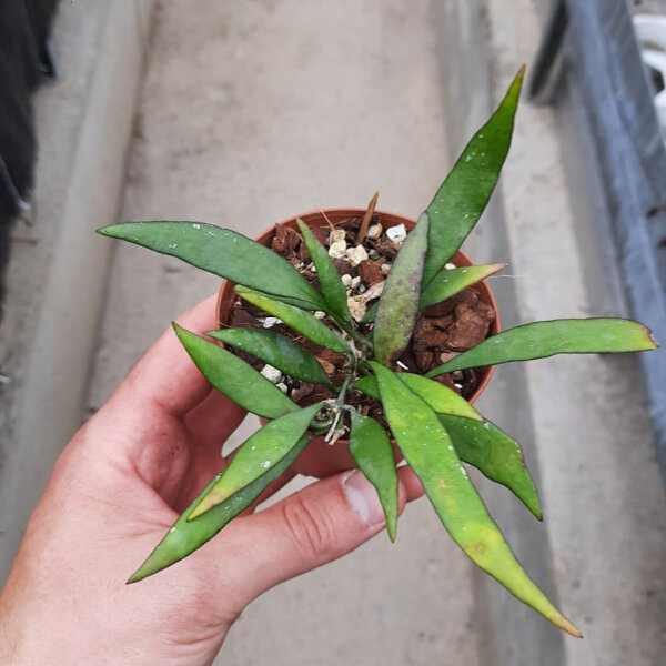 Hoya parviflora