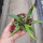 Hoya parviflora