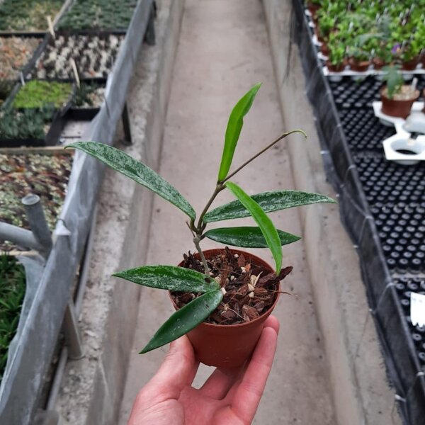 Hoya cv. Minibelle splash