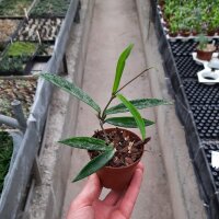 Hoya cv. Minibelle splash