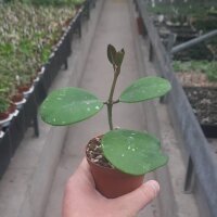 Hoya obovata cv. silver splash