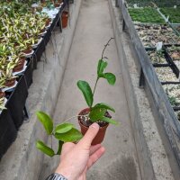 Hoya sp. kota kinabala