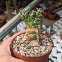 Euphorbia horwoodii gepfr.