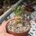 Euphorbia horwoodii gepfr.