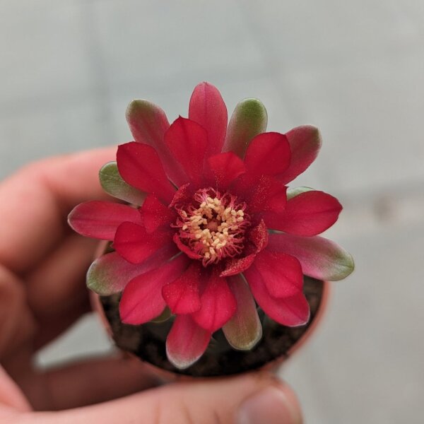 Gymnocalycium baldianum-hybr.