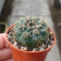 Gymnocalycium baldianum-hybr.