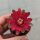 Gymnocalycium baldianum-hybr.