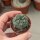 Gymnocalycium baldianum-hybr.