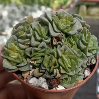 Crassula cv. Celia
