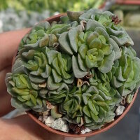 Crassula cv. Celia