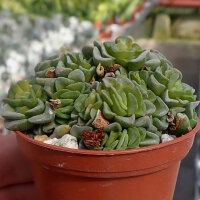 Crassula cv. Celia