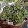 Crassula cv. Celia