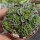 Crassula cv. Celia