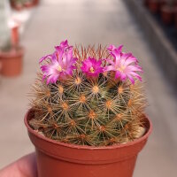 Mammillaria laui f. subducta