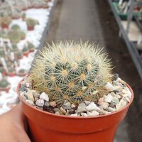 Mammillaria laui f. subducta