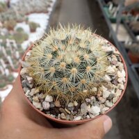 Mammillaria laui f. subducta