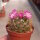 Mammillaria laui f. subducta