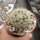 Mammillaria laui f. subducta