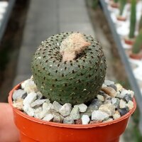 Frailea pygmaea
