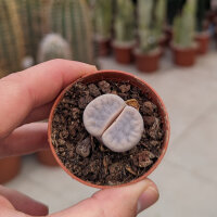 Lithops marmorata nähe Steinkopf