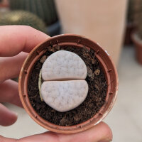 Lithops marmorata nähe Steinkopf