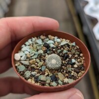 Blossfeldia liliputana  v. fechseri