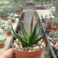 Agave pelona cv. Excalibur
