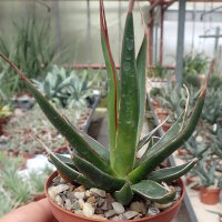 Agave pelona cv. Excalibur