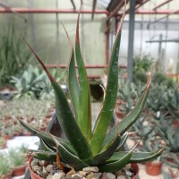Agave pelona cv. Excalibur