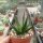 Agave pelona cv. Excalibur