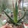 Agave pelona cv. Excalibur