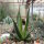 Agave pelona cv. Excalibur