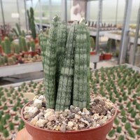 Sansevieria cylindrica cv. compacta