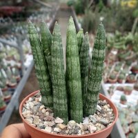 Sansevieria cylindrica variegata