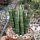 Sansevieria cylindrica cv. compacta
