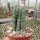 Sansevieria cylindrica cv. compacta