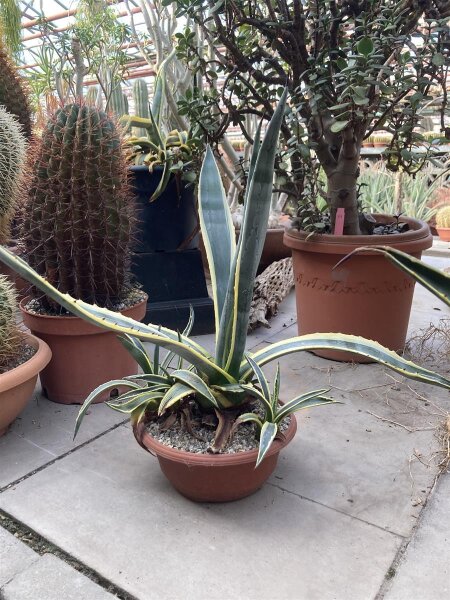 Agave americana cv. Marginata XL