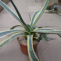 Agave americana cv. Marginata XL