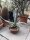 Agave americana cv. Marginata XL