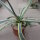 Agave americana cv. Marginata XL